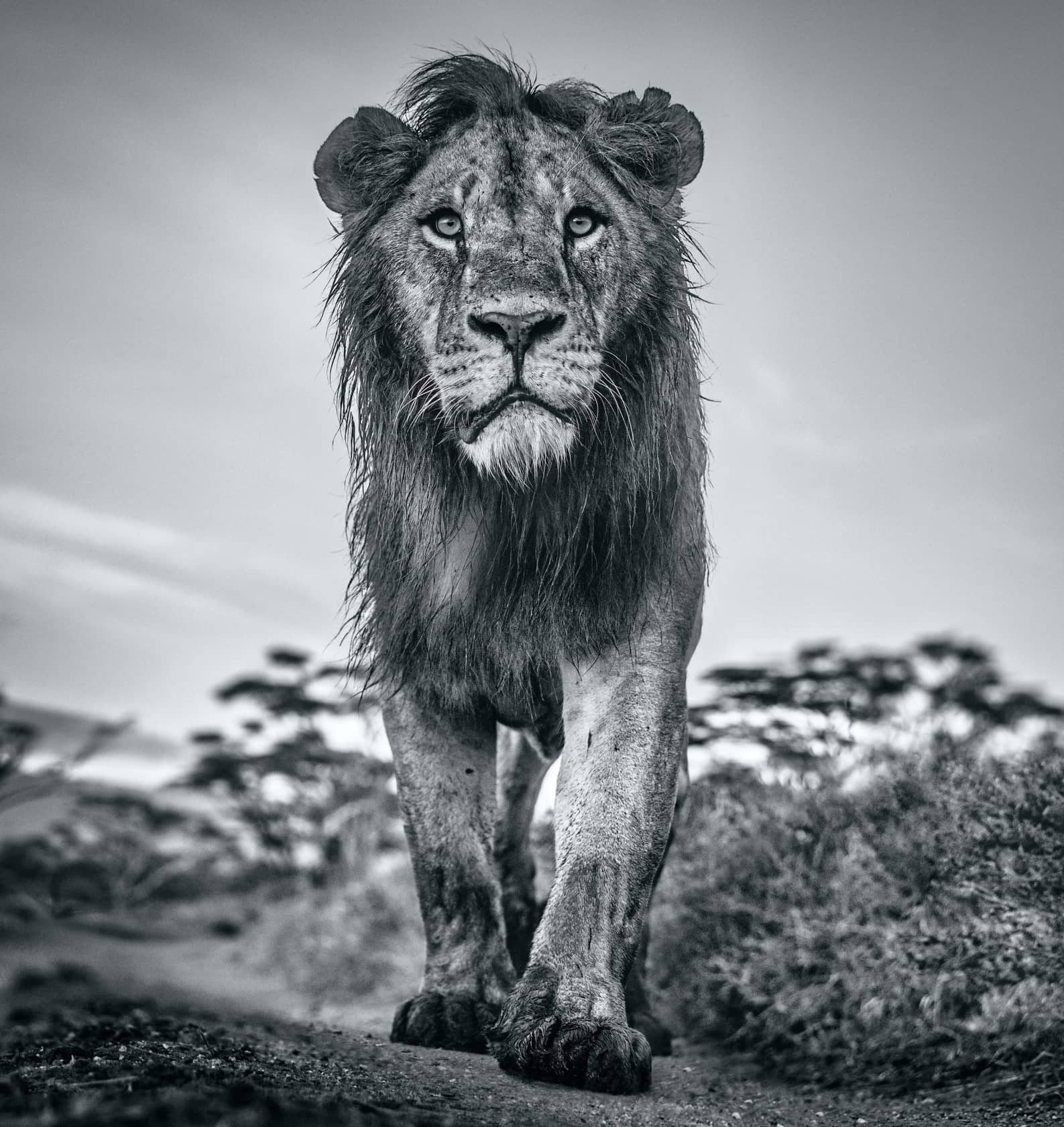 David Yarrow The Morning Show Archival Pigment Print