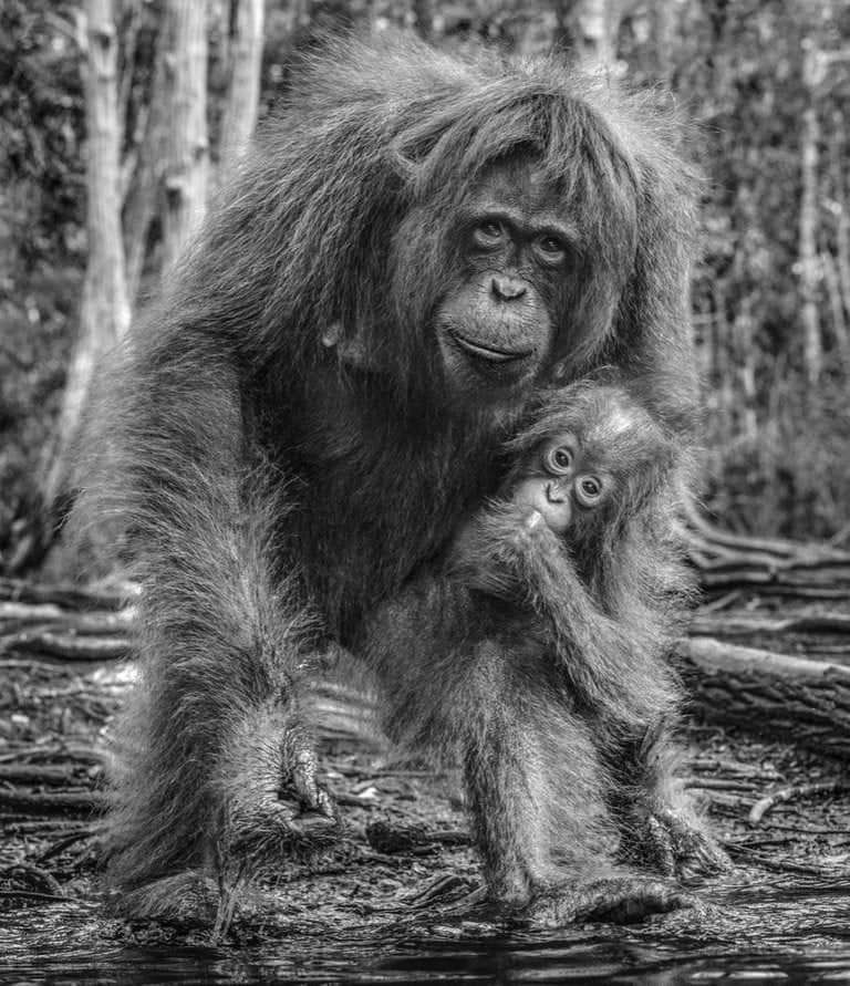 David Yarrow, The House of Orange (Black & White), 2018