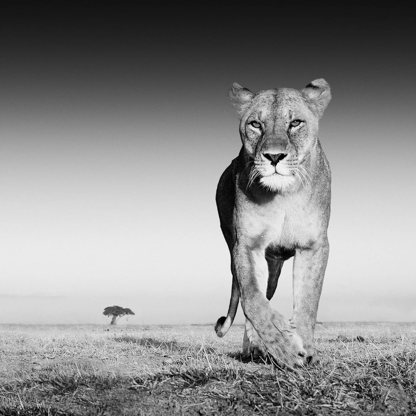 David Yarrow, The Prize, 2012