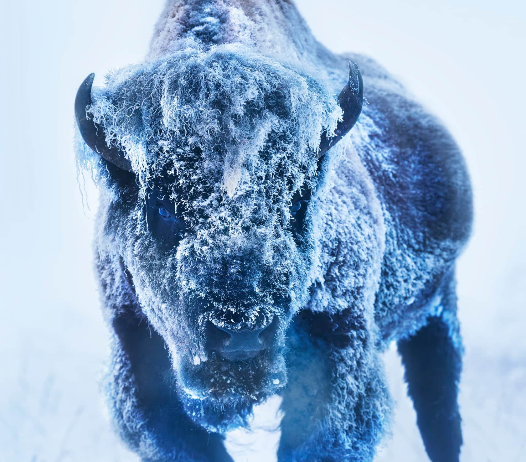 David Yarrow, The Ice Monster (Colour), 2025