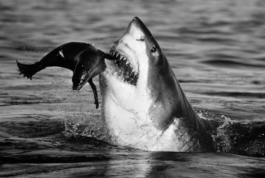 David Yarrow, Jaws, 2015