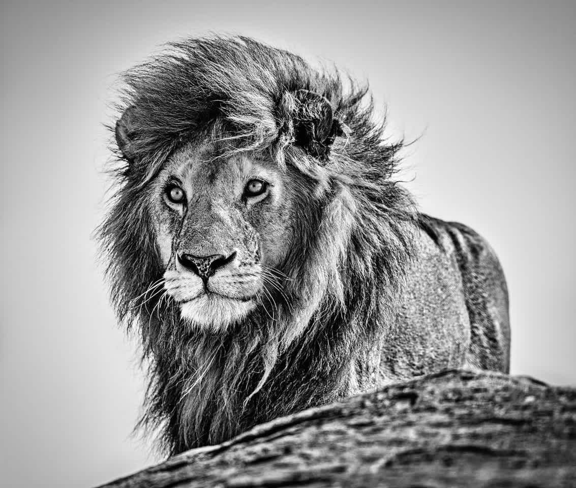 David Yarrow The Cure Archival Pigment Print