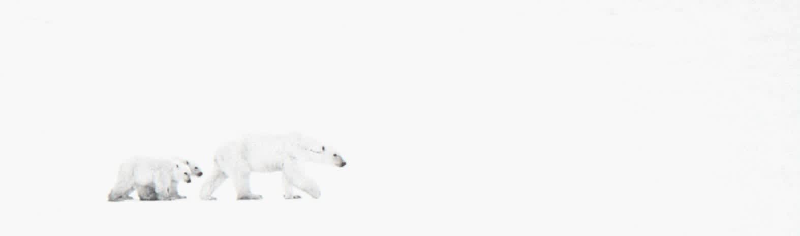 David Yarrow, White Out, 2015