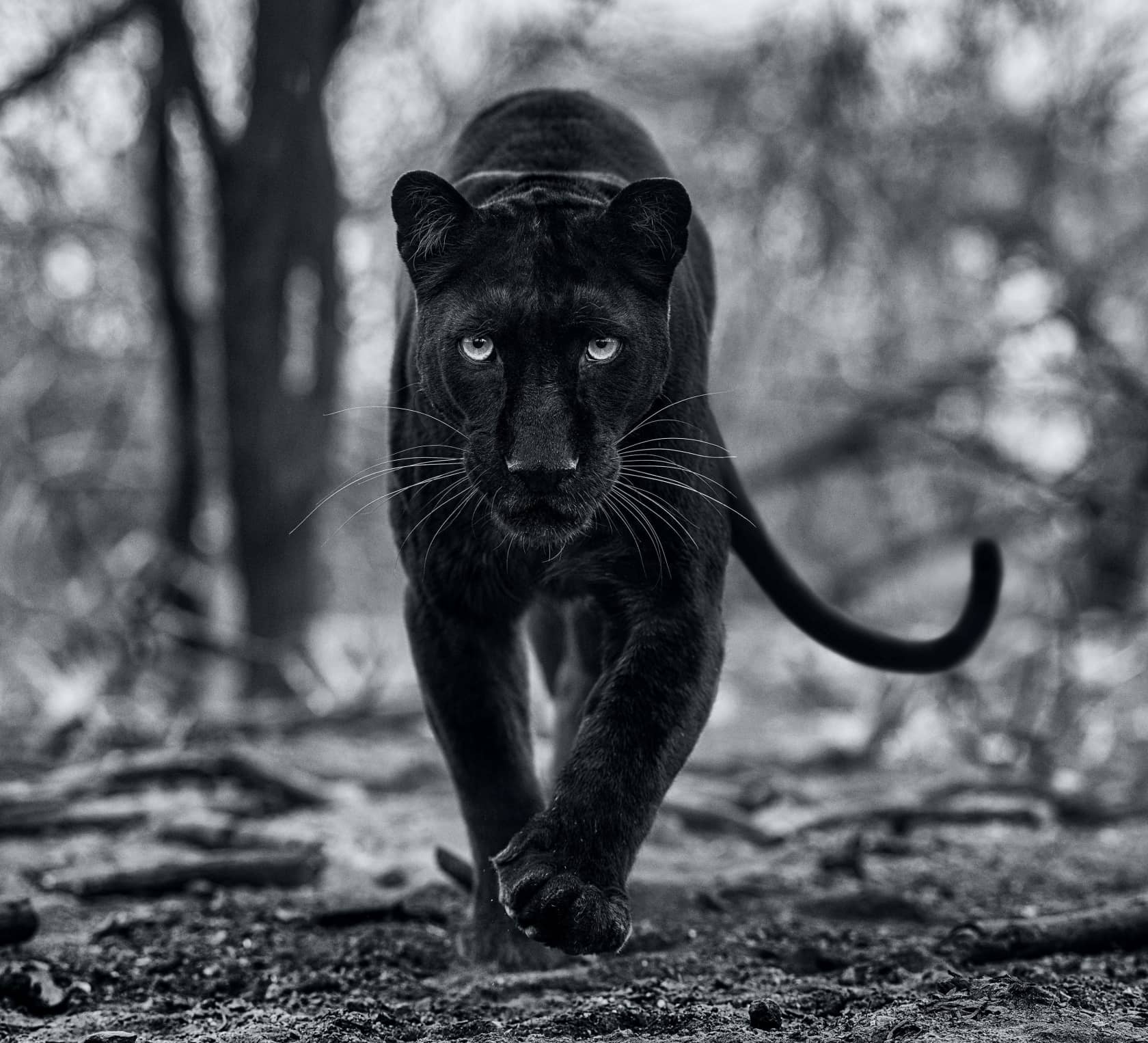 David Yarrow, Remains of the Day, 2021