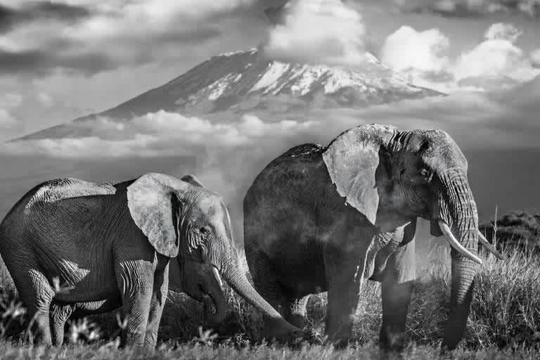 David Yarrow, Kilimanjaro, 2015