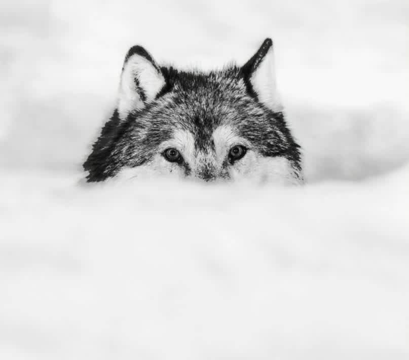David Yarrow, Encroachment, 2017