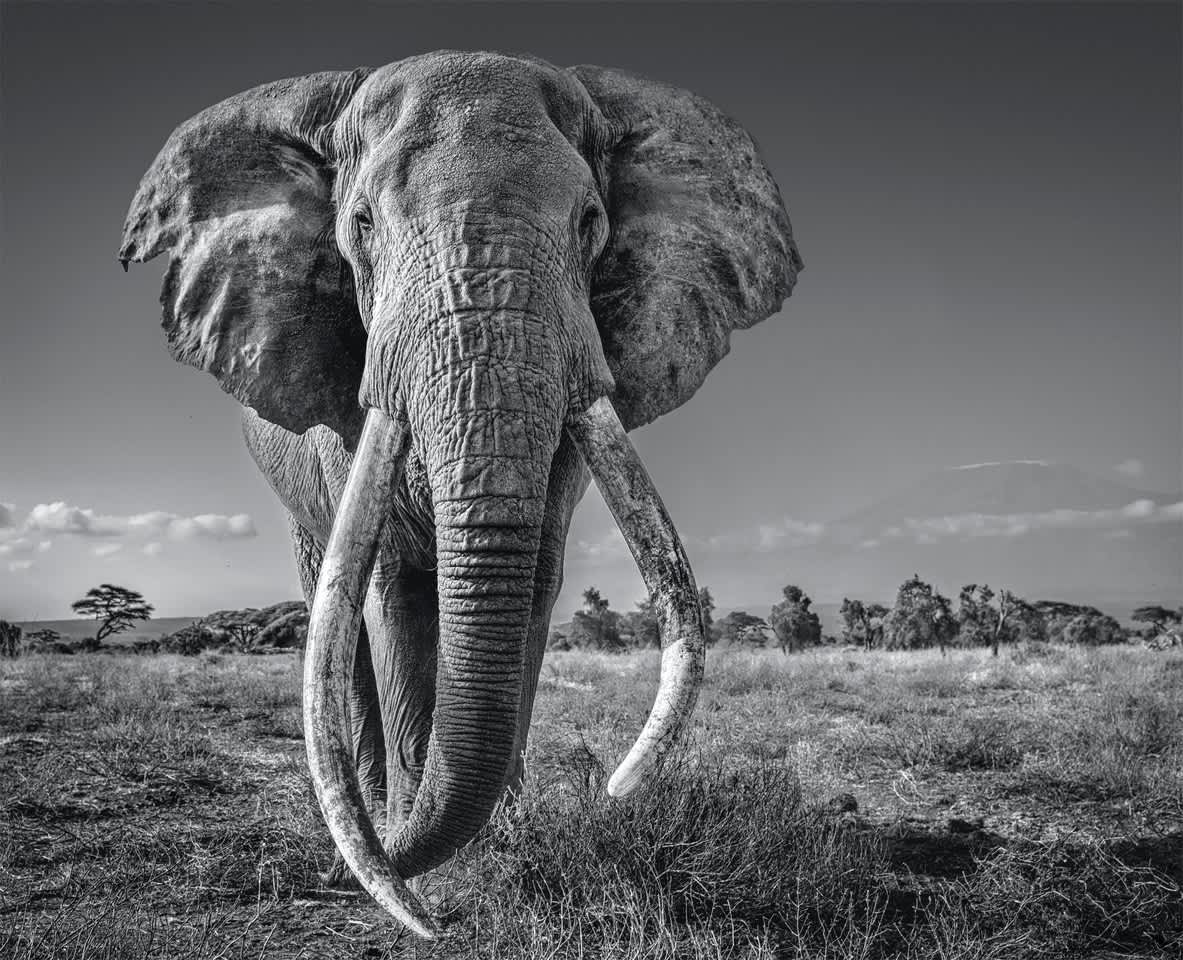 David Yarrow Space for Giants Archival Pigment Print