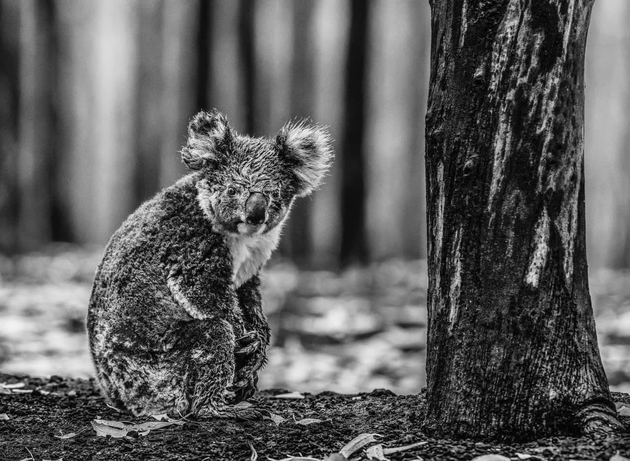 David Yarrow, Survivor, 2020