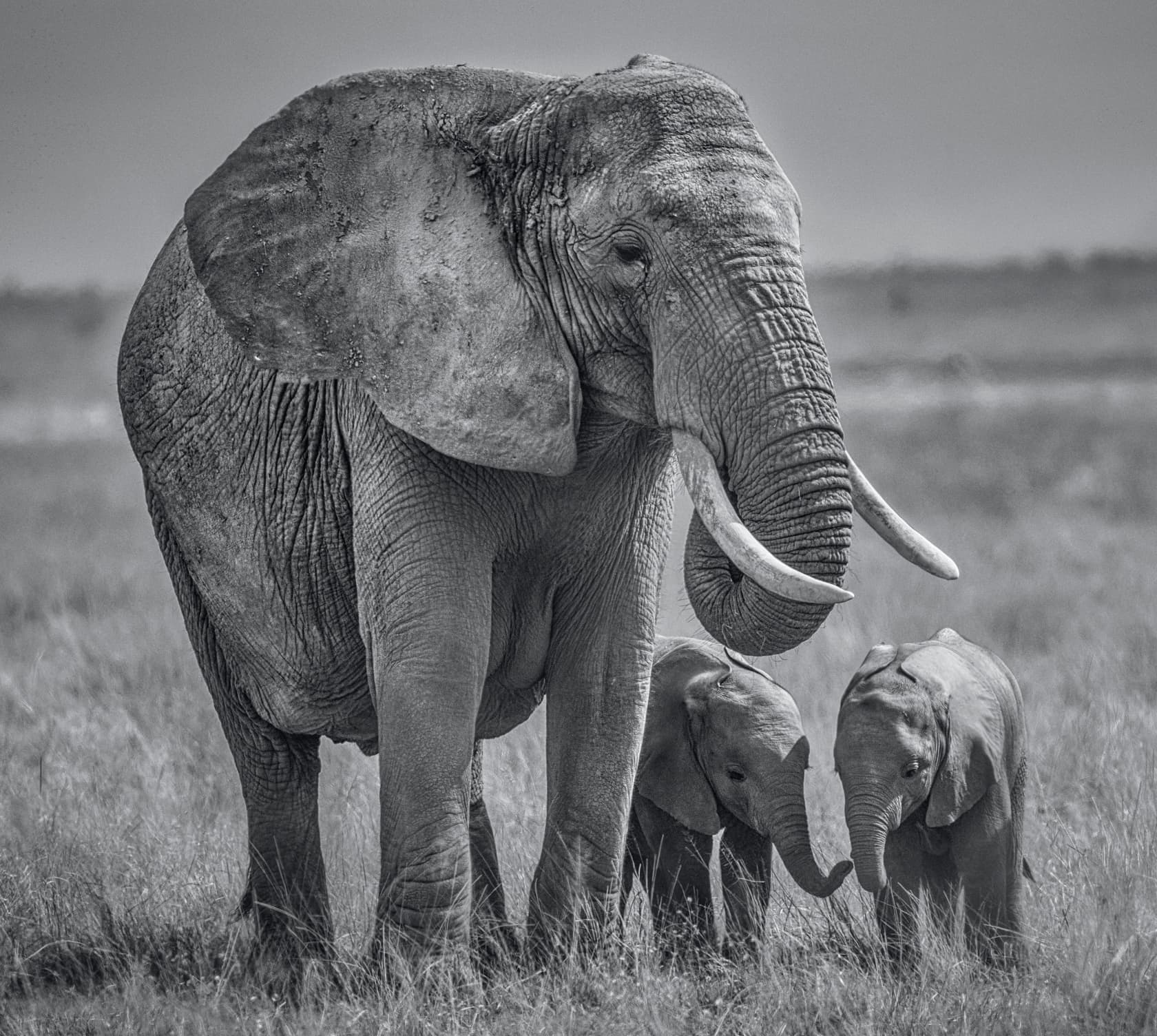 David Yarrow, Twins, 2020