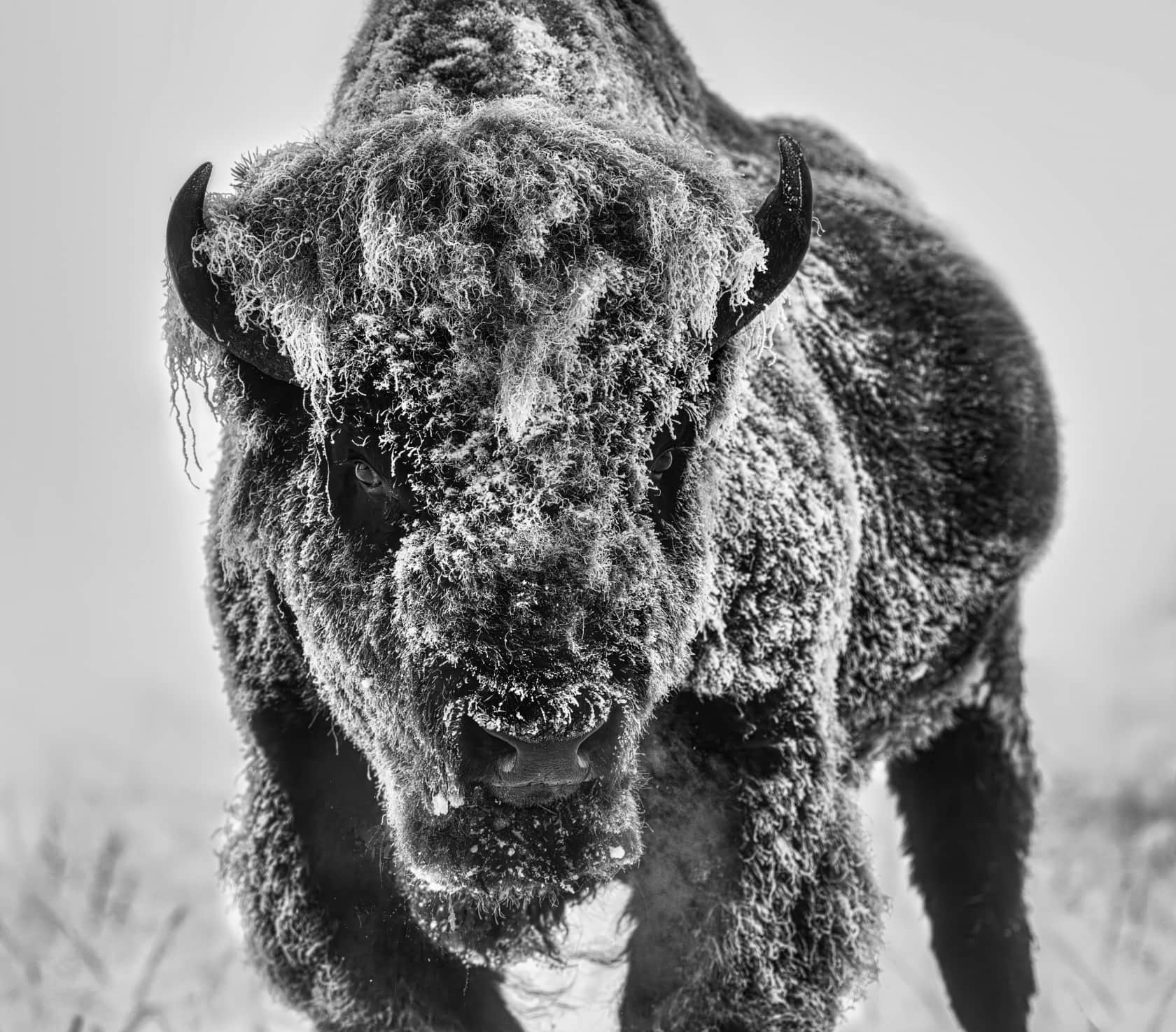 David Yarrow, The Ice Monster, 2025