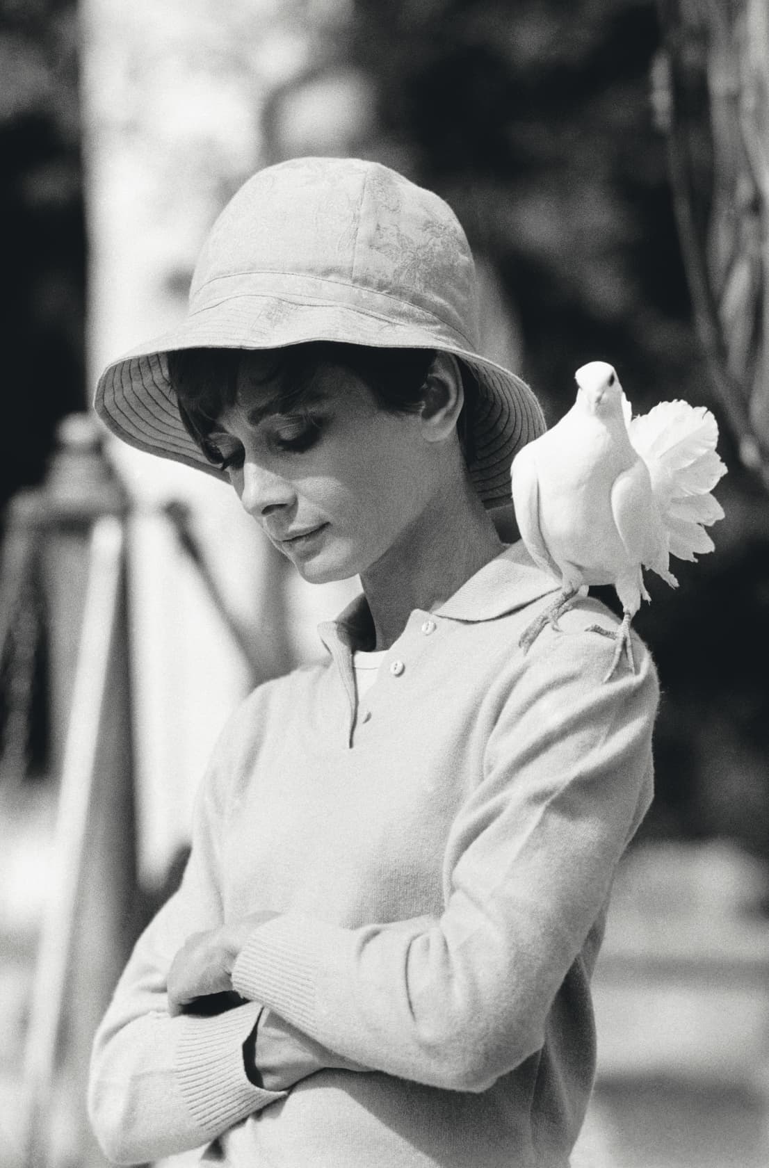 Terry O'Neill, Audrey Hepburn with Dove, 1966