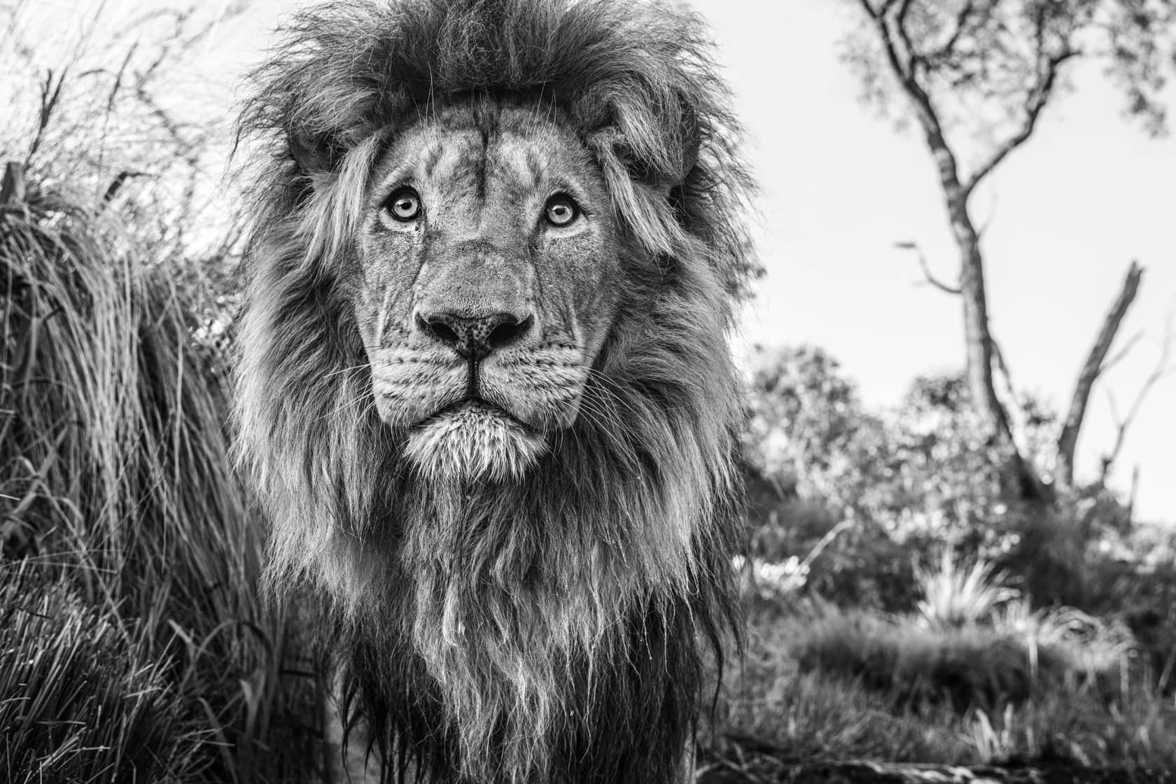 David Yarrow, Kingdom, 2019