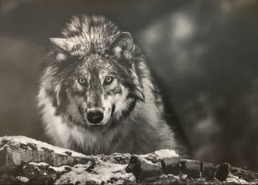 David Yarrow, I am Alpha, 2015