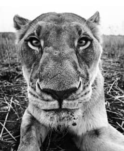 David Yarrow, The Hunger Games, 2016