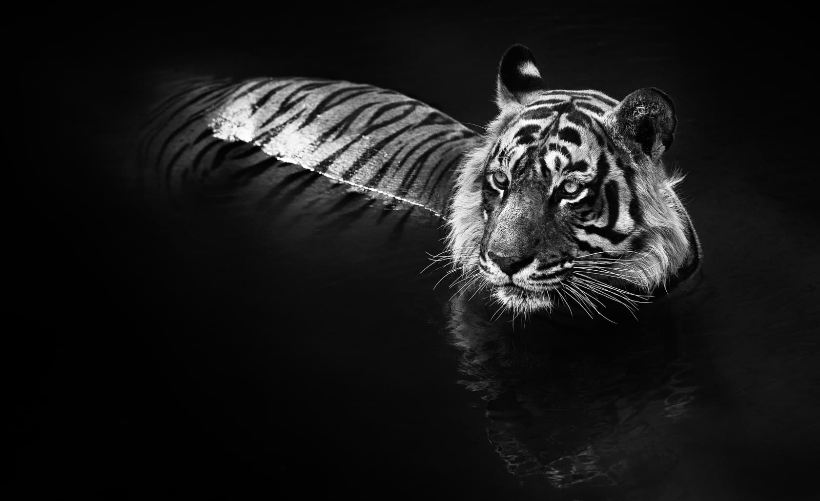 David Yarrow, The Killer, 2013
