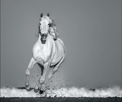 David Yarrow, Pegasus, 2020