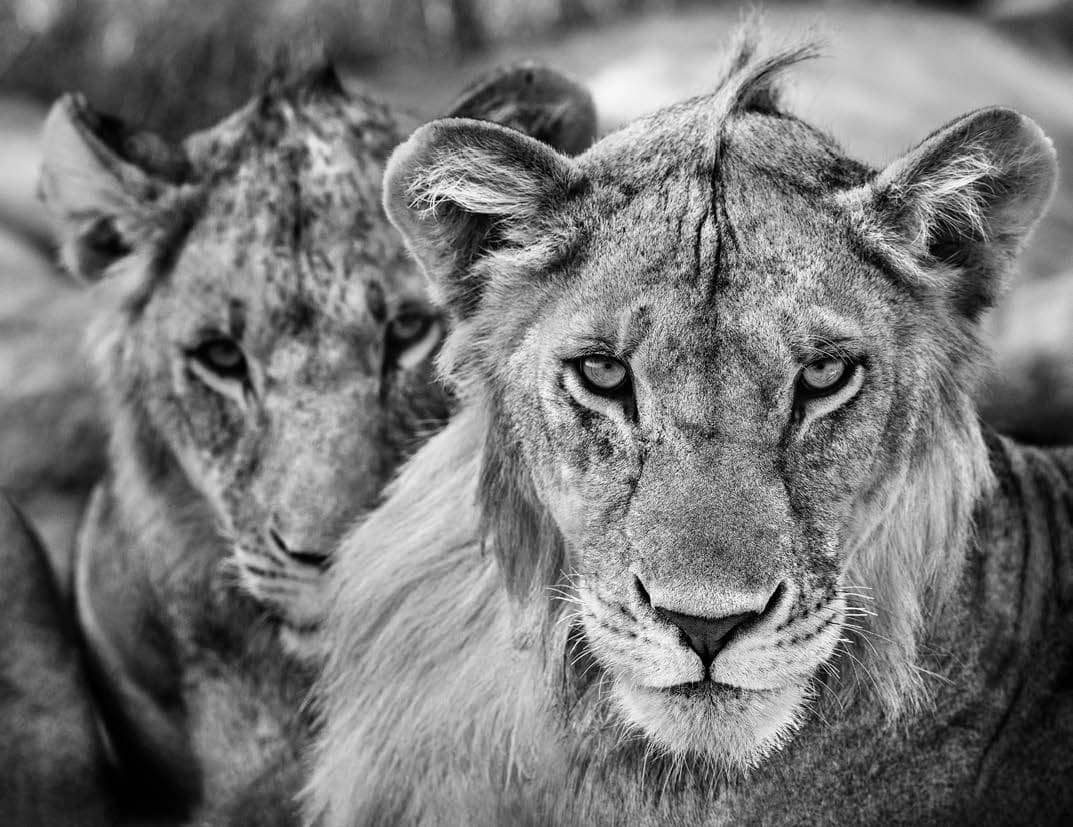 David Yarrow, The Boys Are Back in Town, 2019