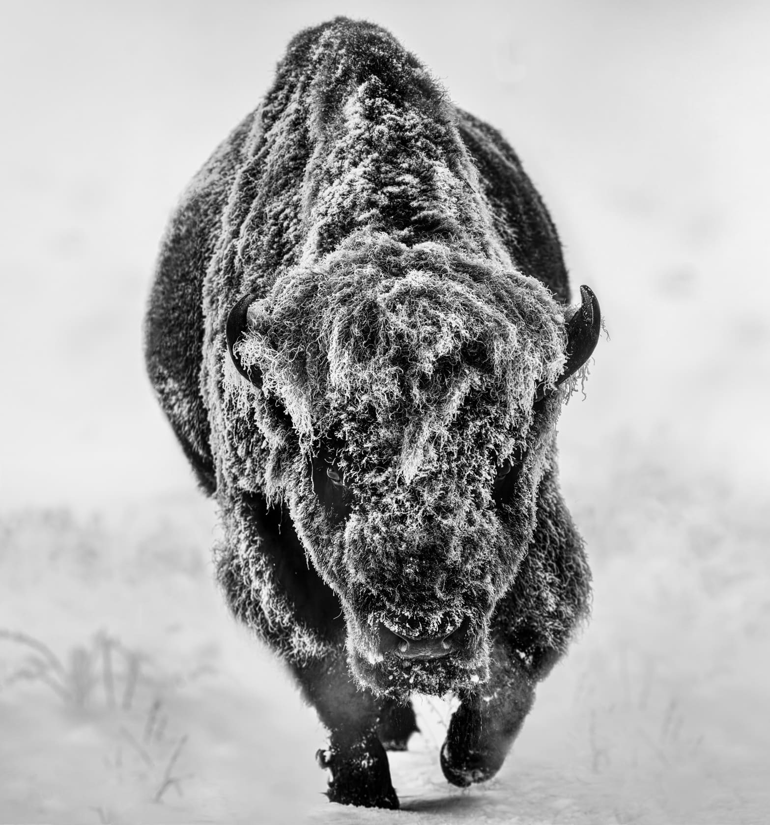 David Yarrow, American Primeval, 2025