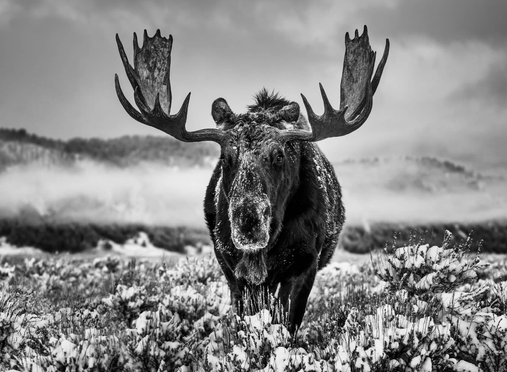 David Yarrow, The Winter Season, 2024
