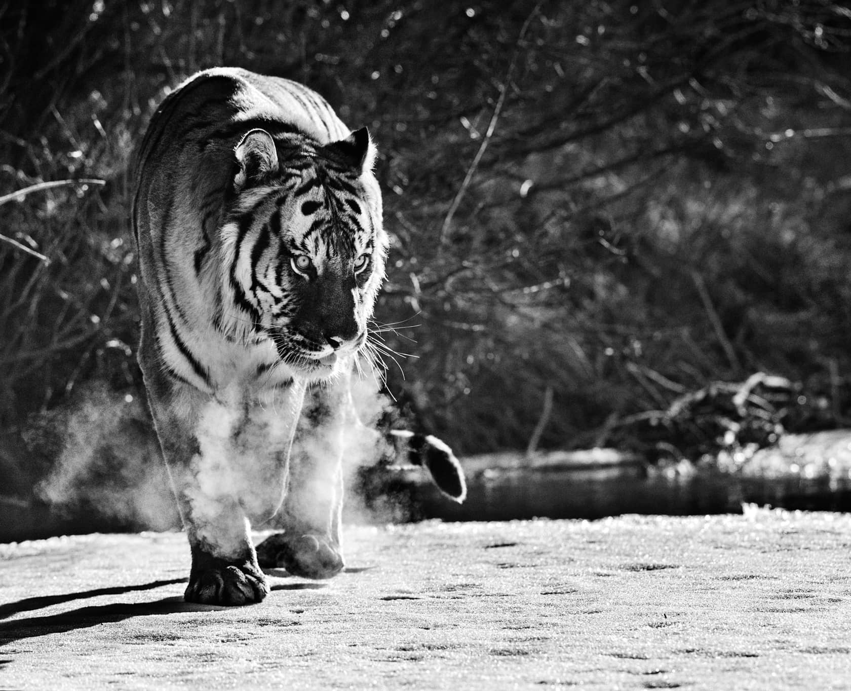 David Yarrow, Eye Of The Tiger, 2015
