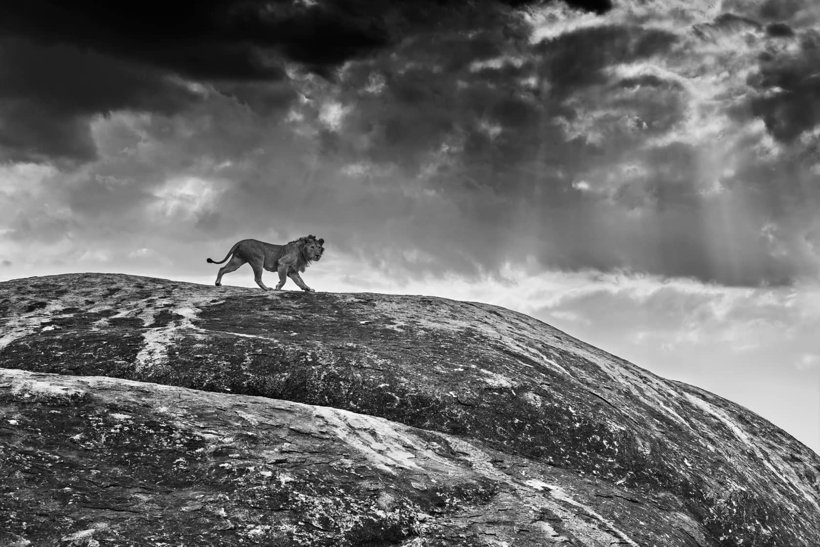David Yarrow, Rock Star, 2014