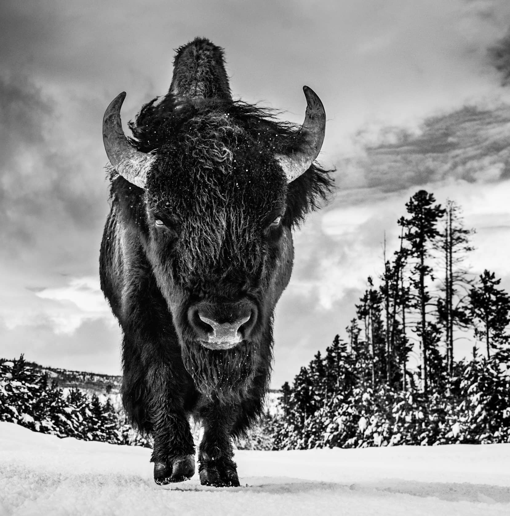 David Yarrow, American Idol, 2017
