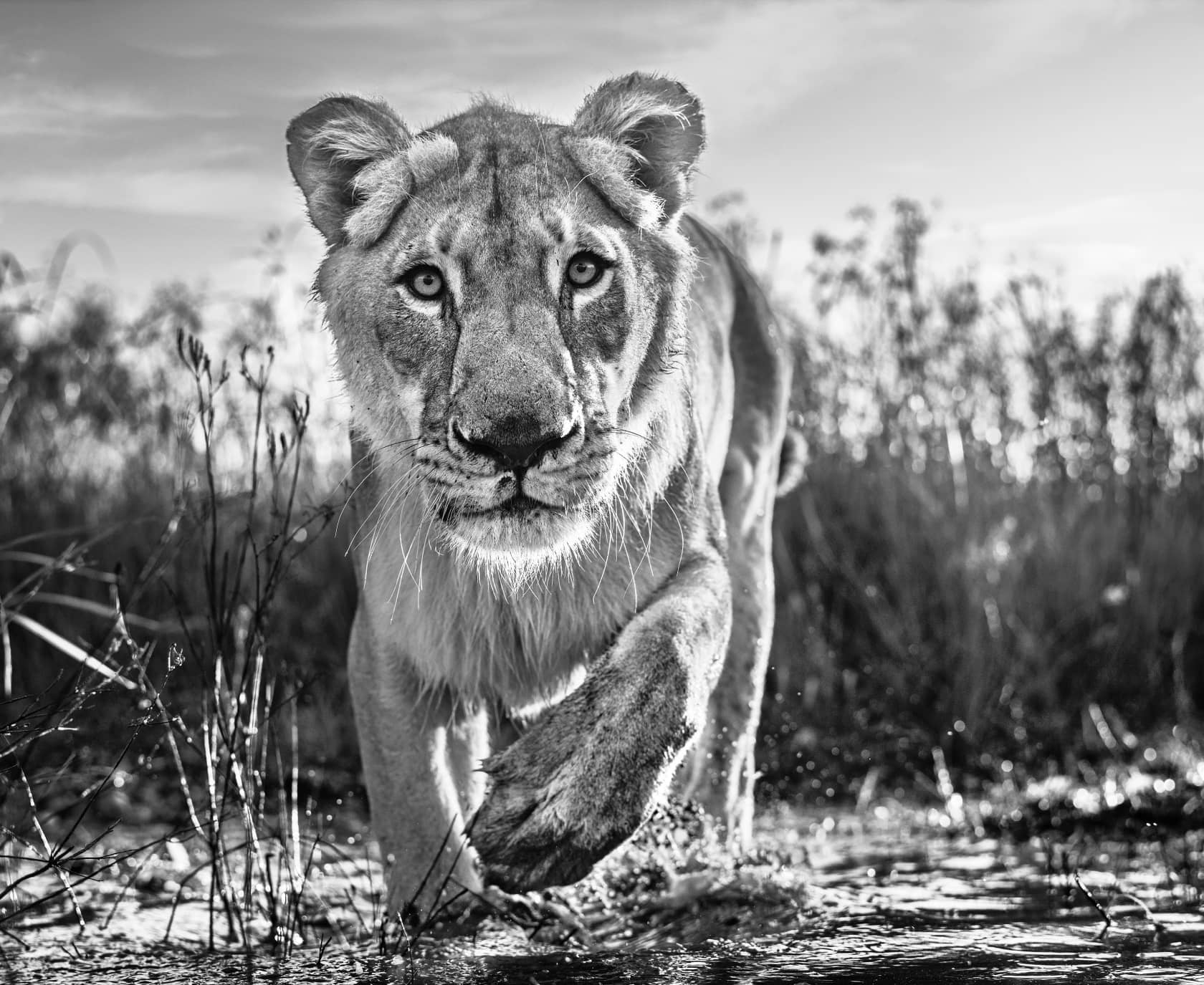 David Yarrow, Intent, 2020