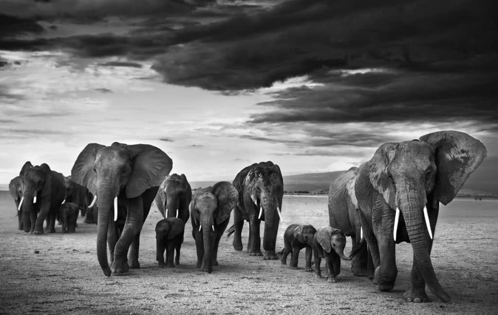 David Yarrow, Family, 2012
