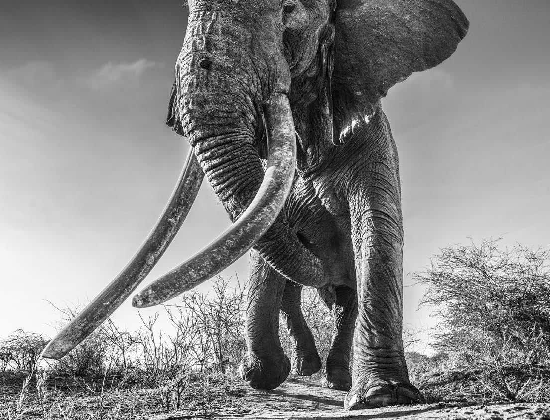 David Yarrow, Lugard, 2017