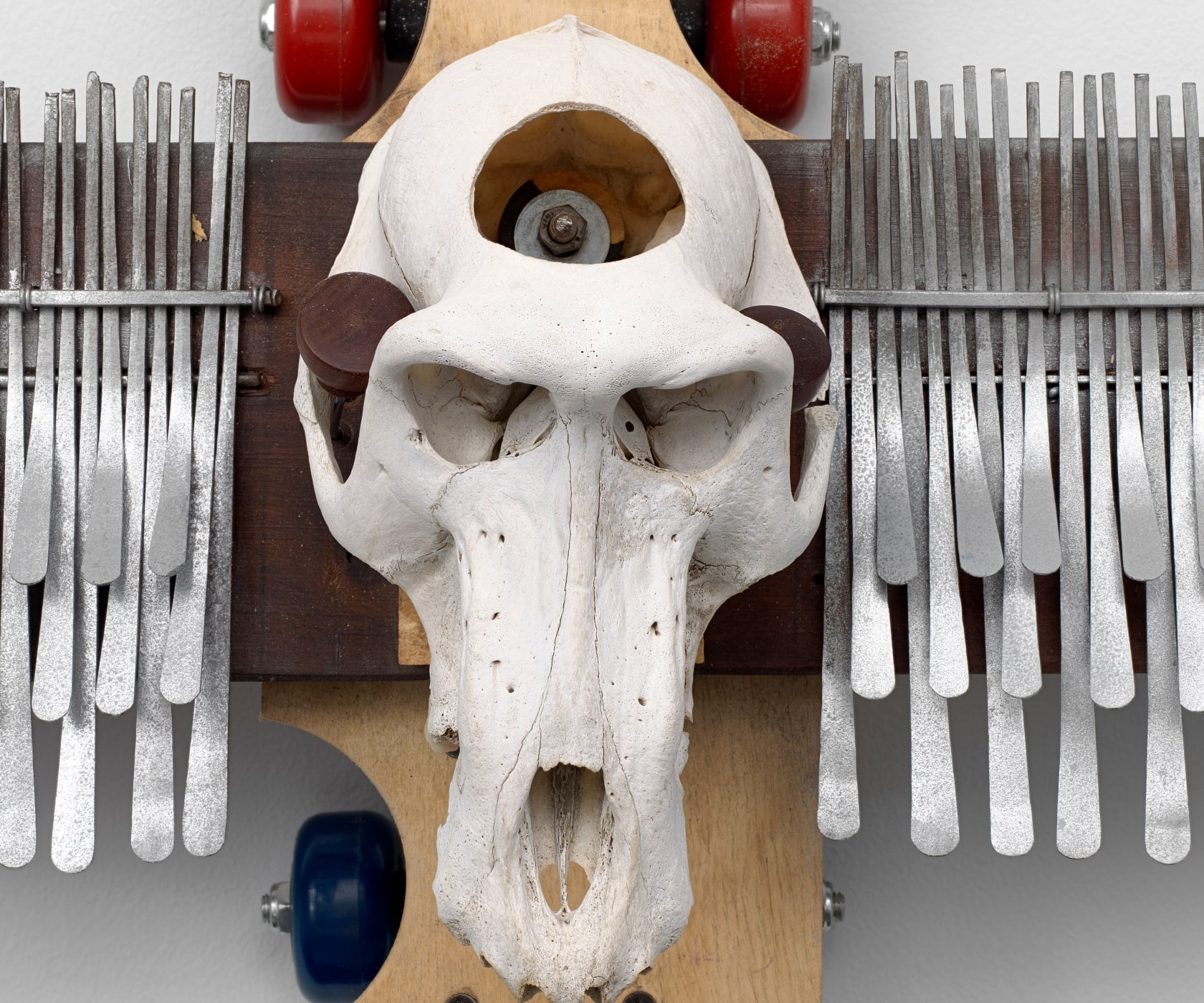 Masimba Hwati Trepanation, 2015