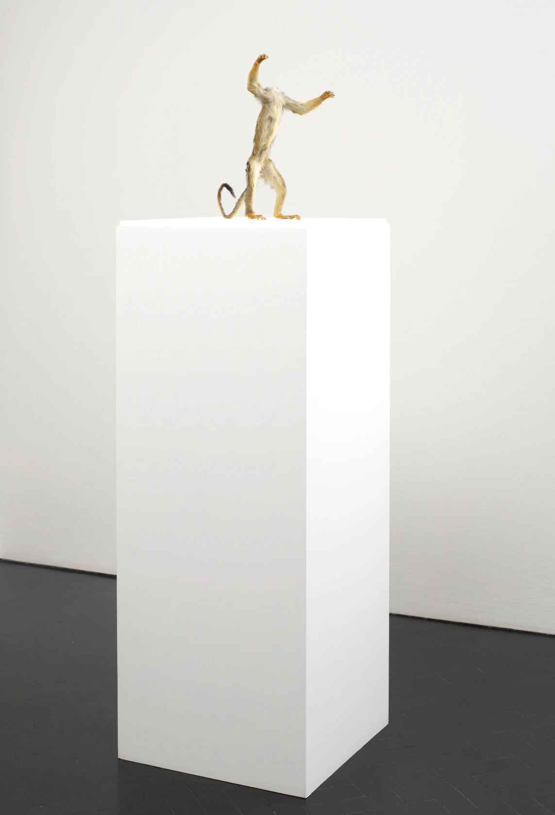 David Shrigley, Headless Monkey, 2012