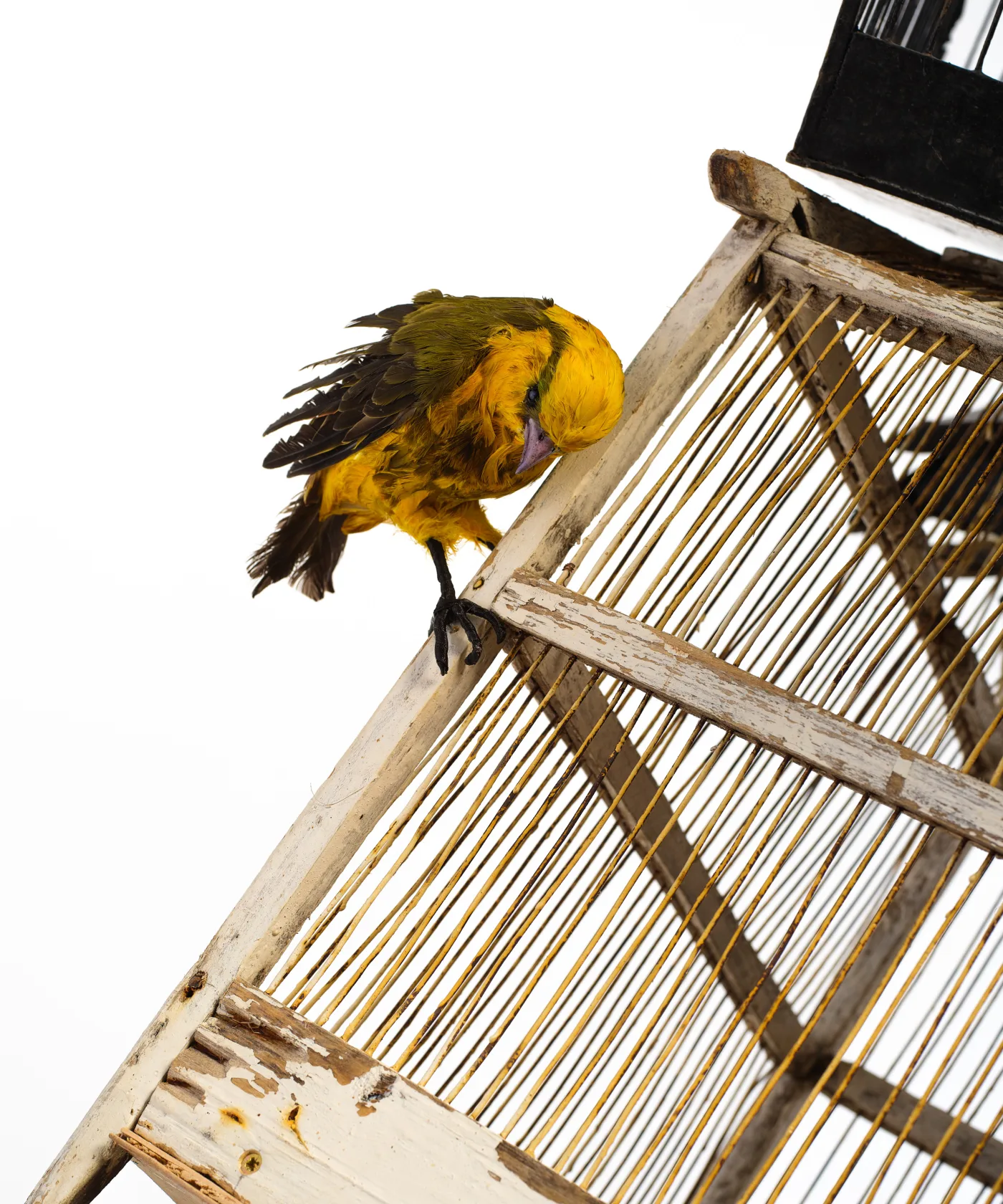 Yinka Shonibare Birdcage Man, 2023