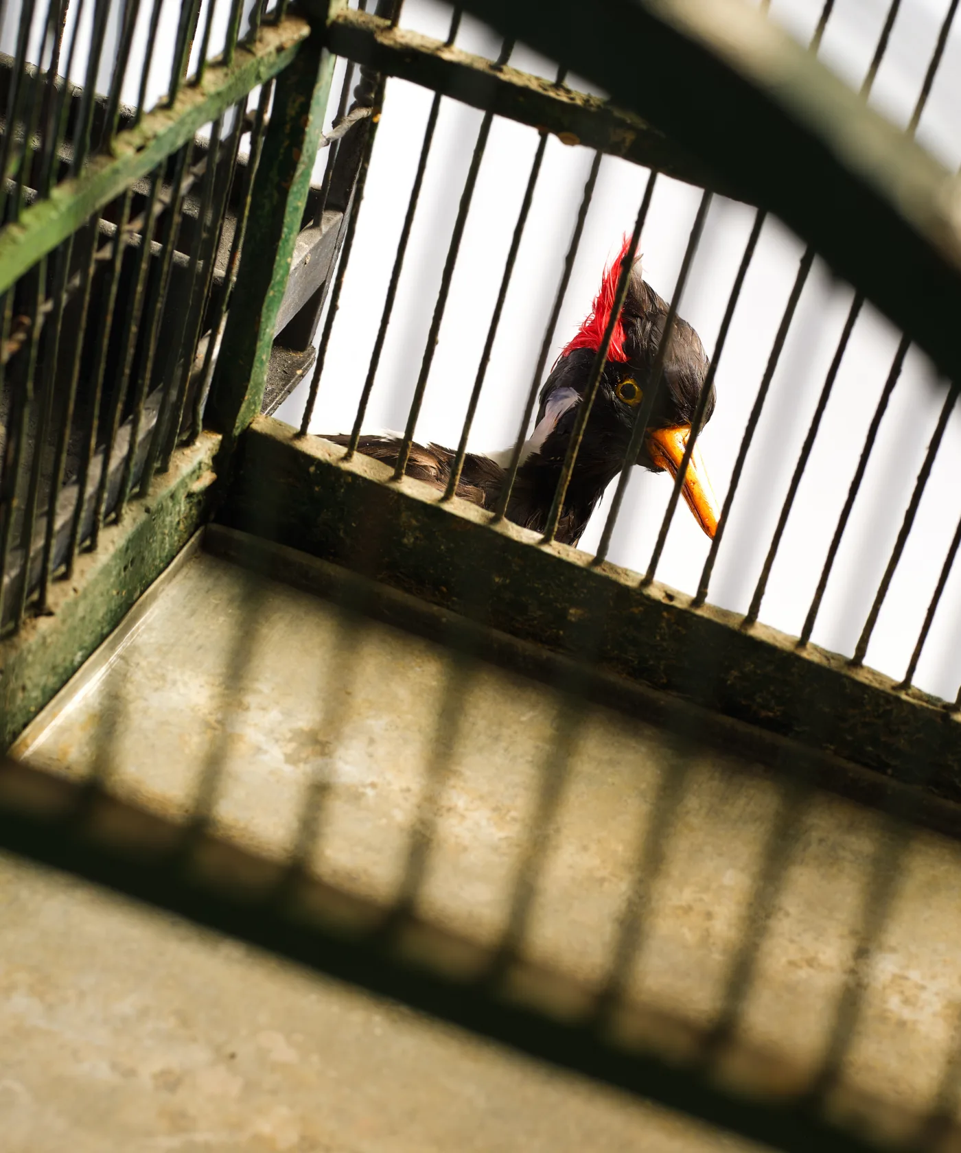 Yinka Shonibare Birdcage Man, 2023