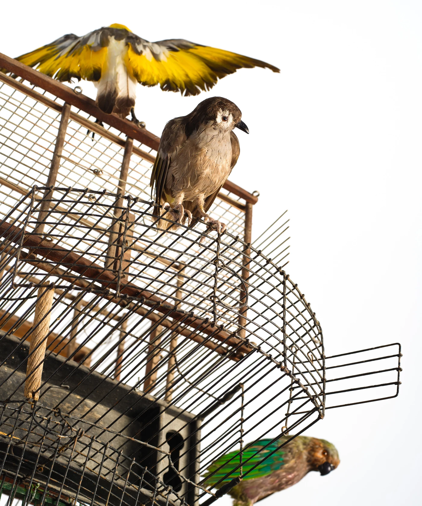 Yinka Shonibare Birdcage Man, 2023