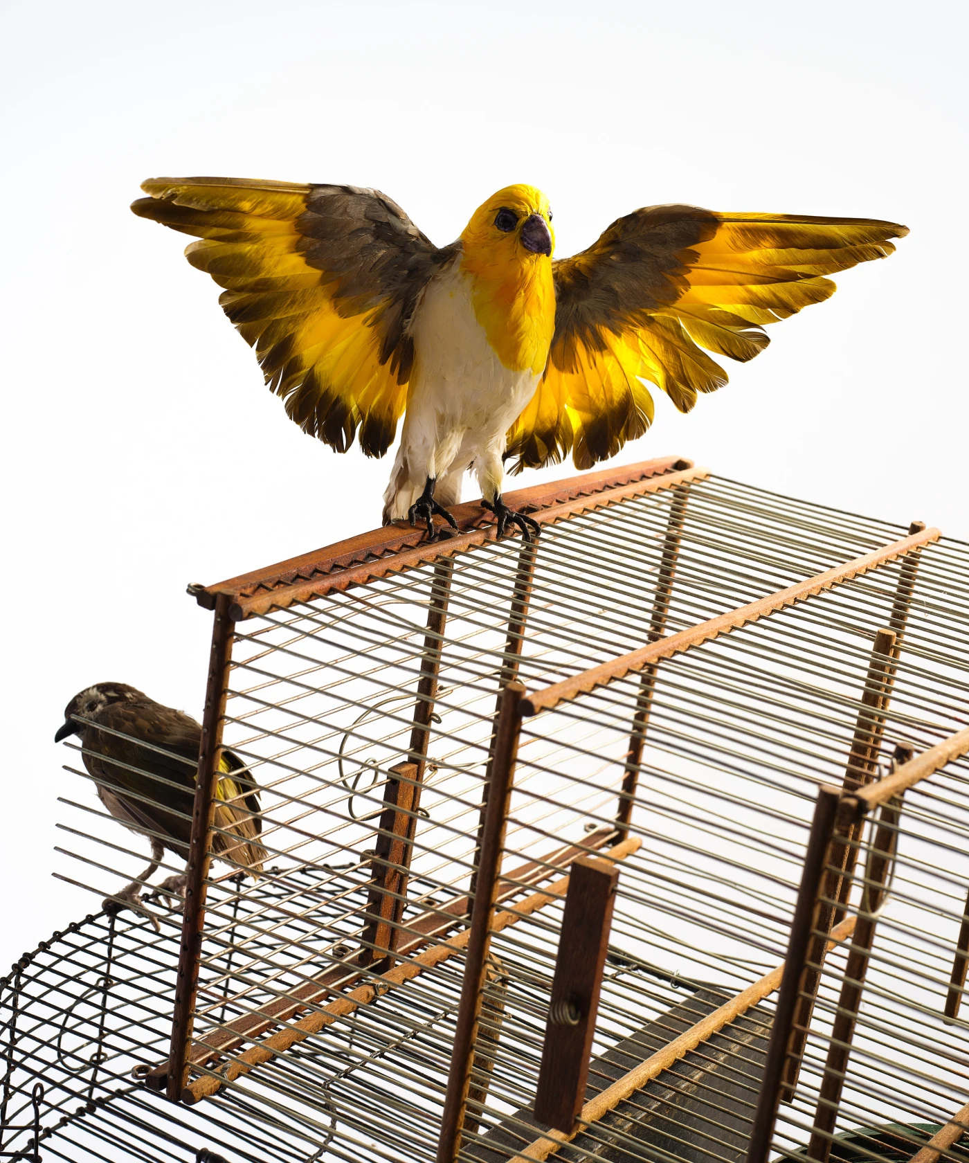 Yinka Shonibare Birdcage Man, 2023