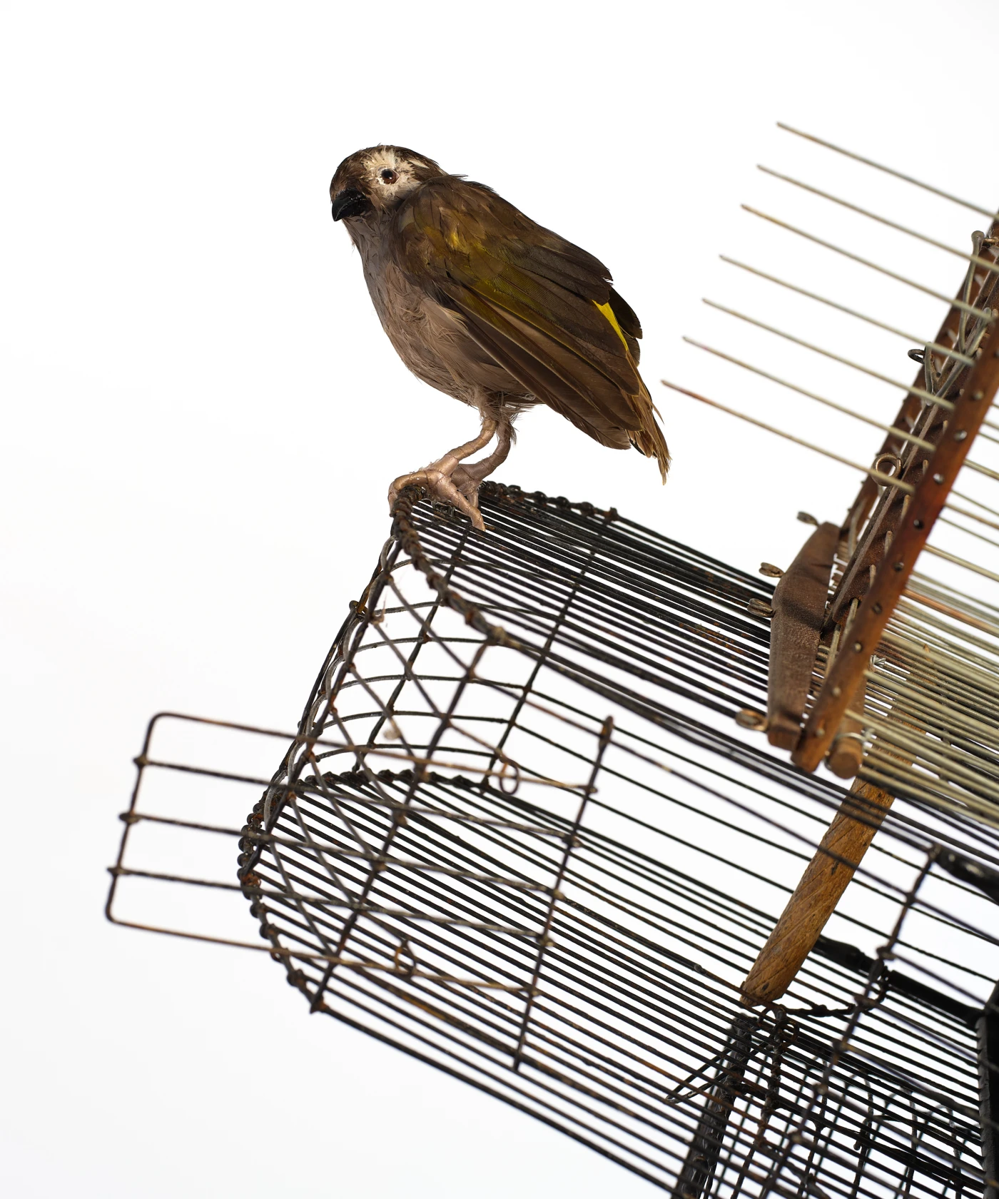 Yinka Shonibare Birdcage Man, 2023