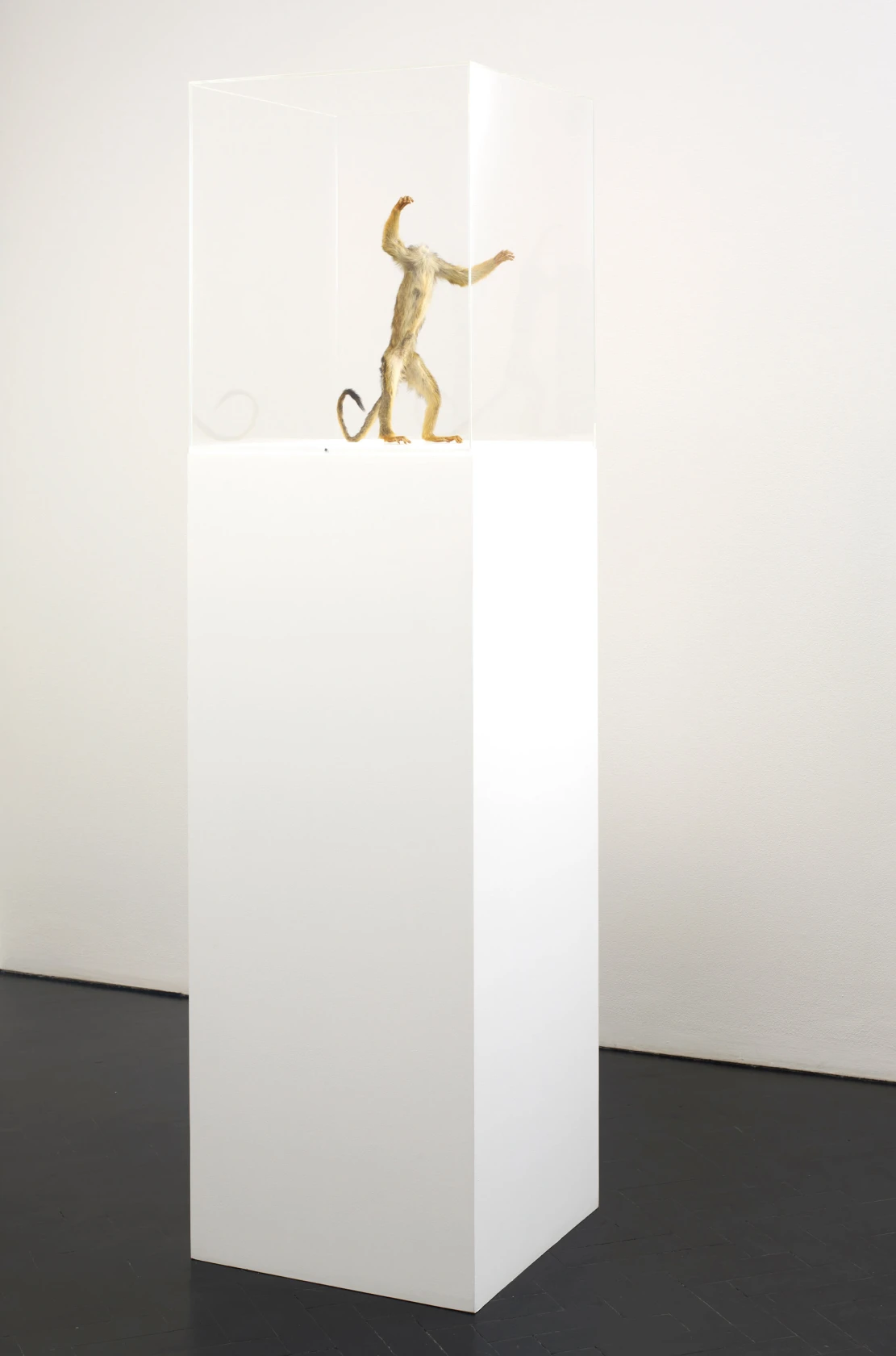 David Shrigley, Headless Monkey, 2012