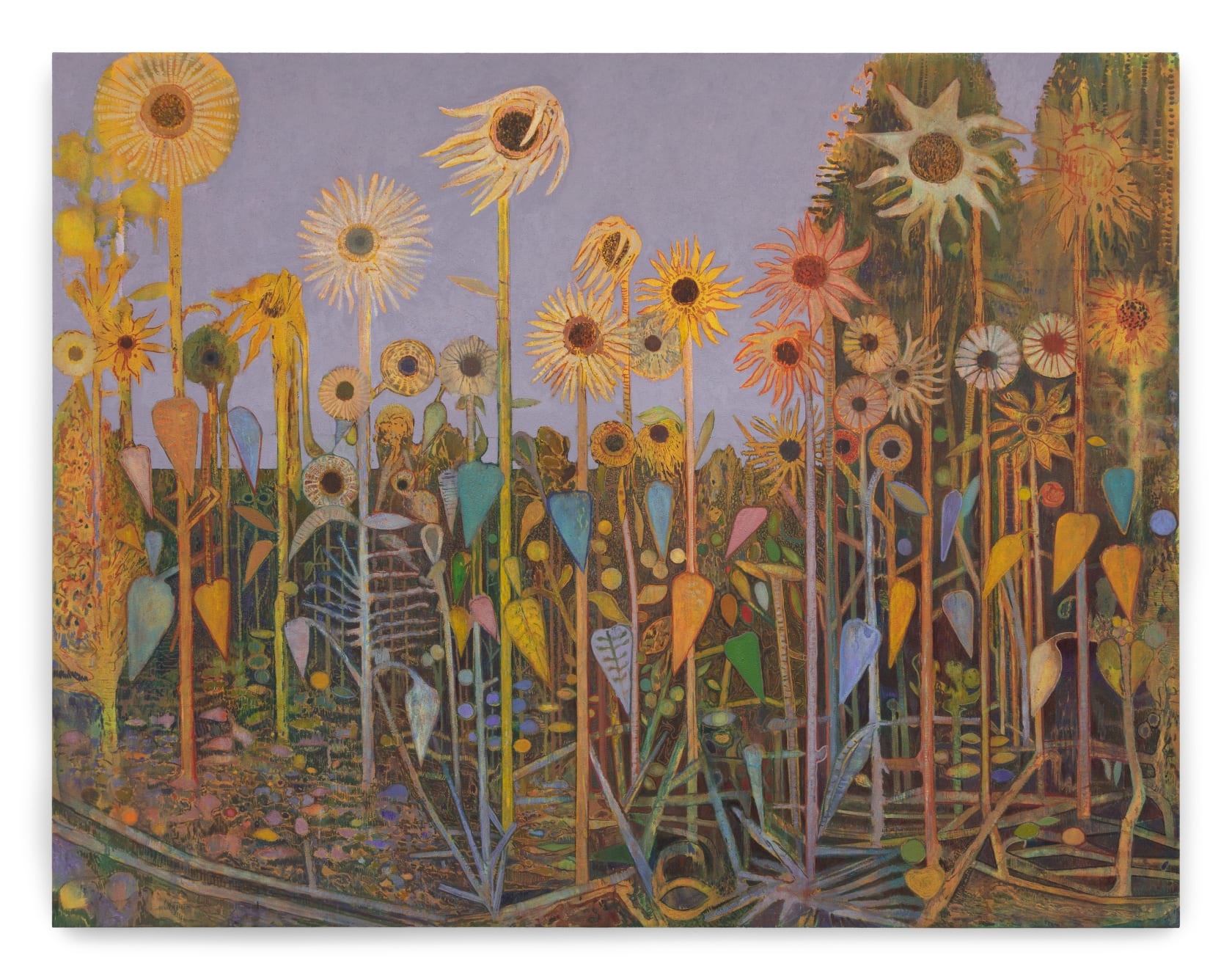 Sky Glabush Field of Sunflowers, 2022