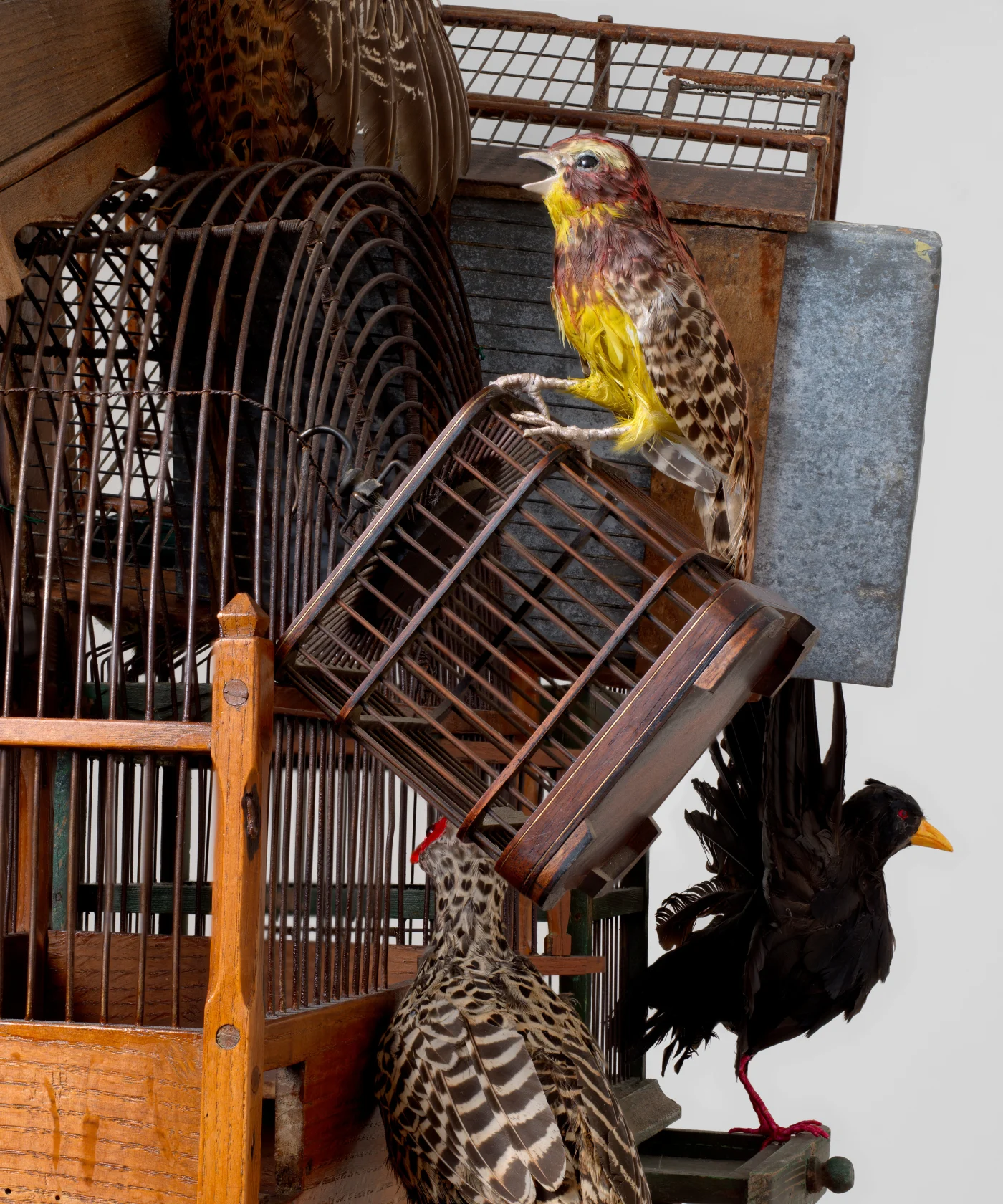 Yinka Shonibare, Feeling Free Like a Bird, 2023