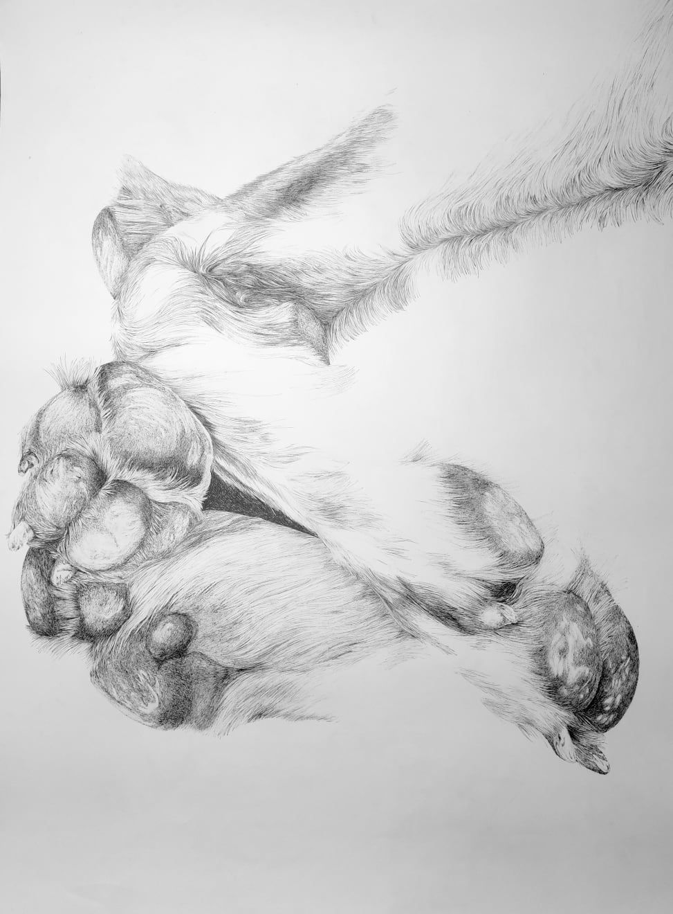 Florian Sông Nguyen, Les chiens errants n13, 2022