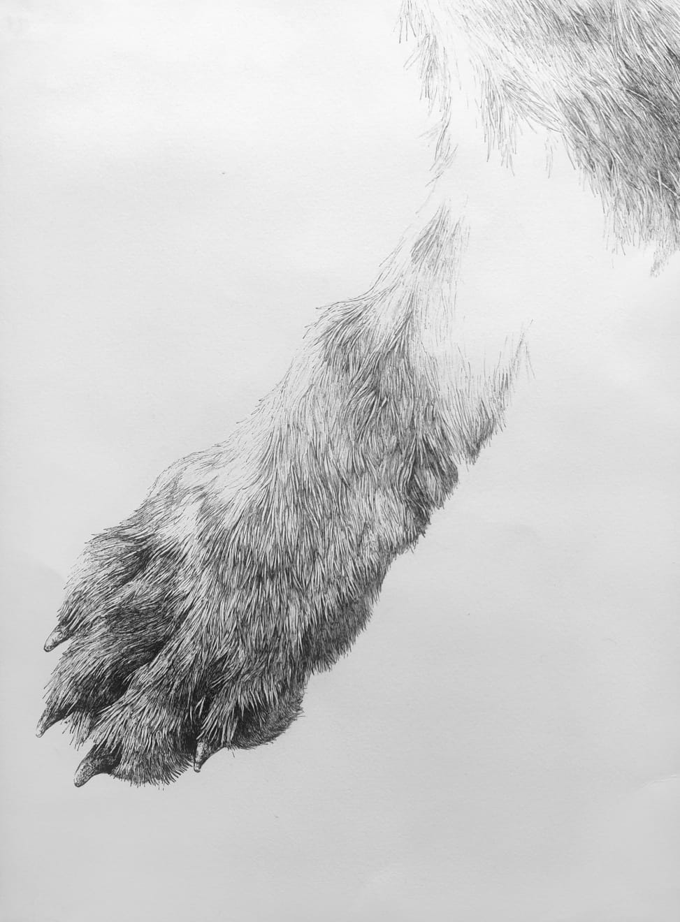 Florian Sông Nguyen, Les chiens errants n5, 2022