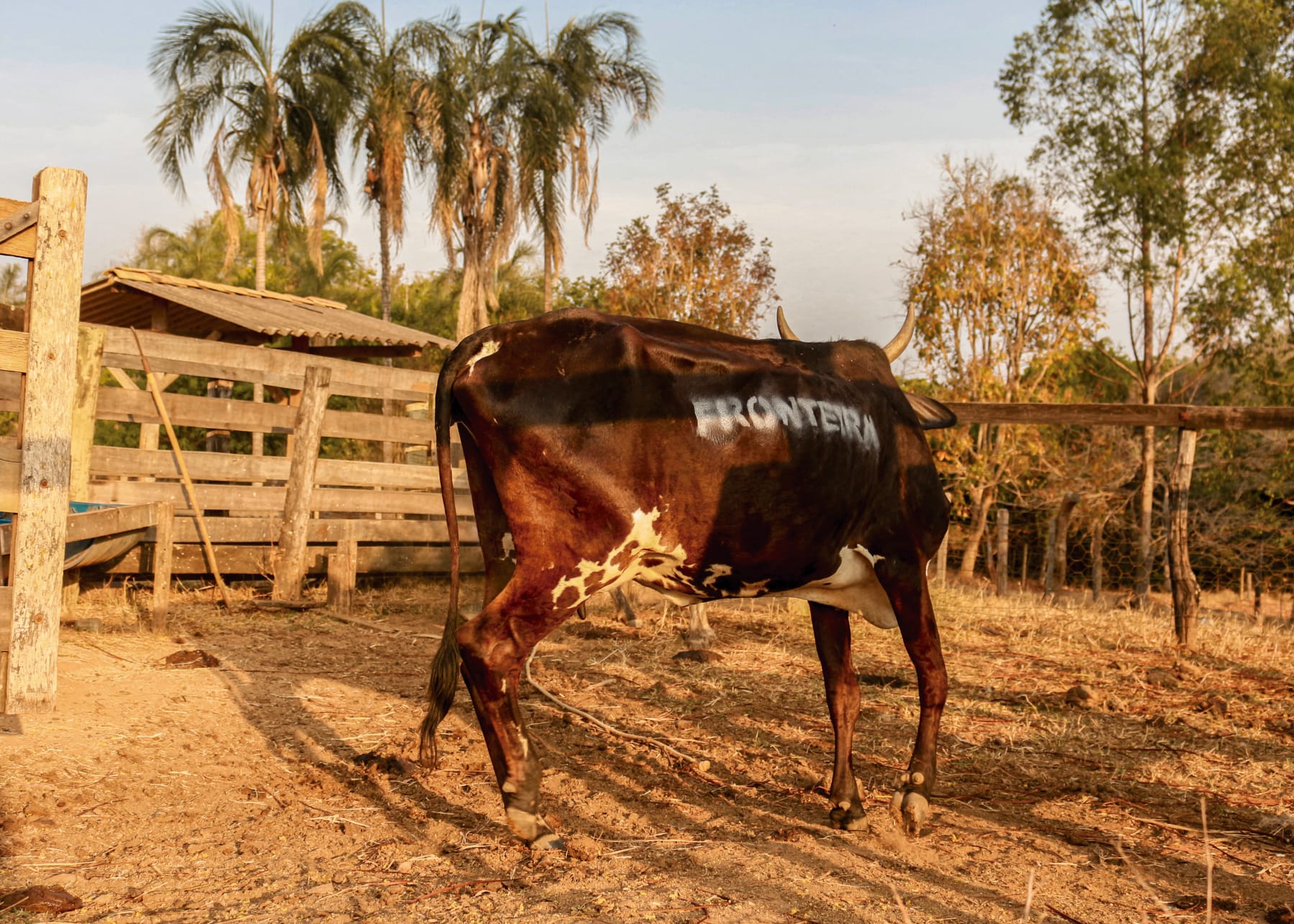 ABRE ALAS #17, Adriano Braga de Moraes, Monocultura, 2021