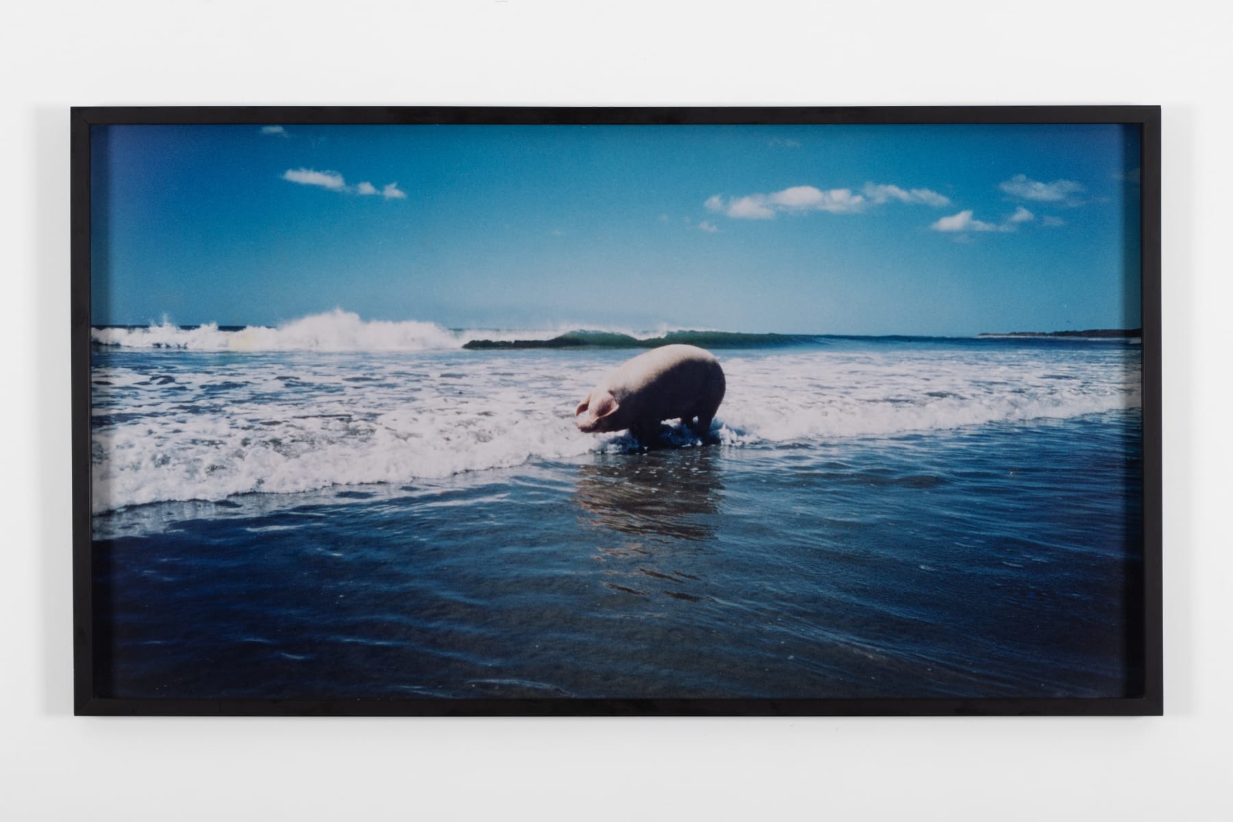 Bob N., Lola @Avellanas, 2006