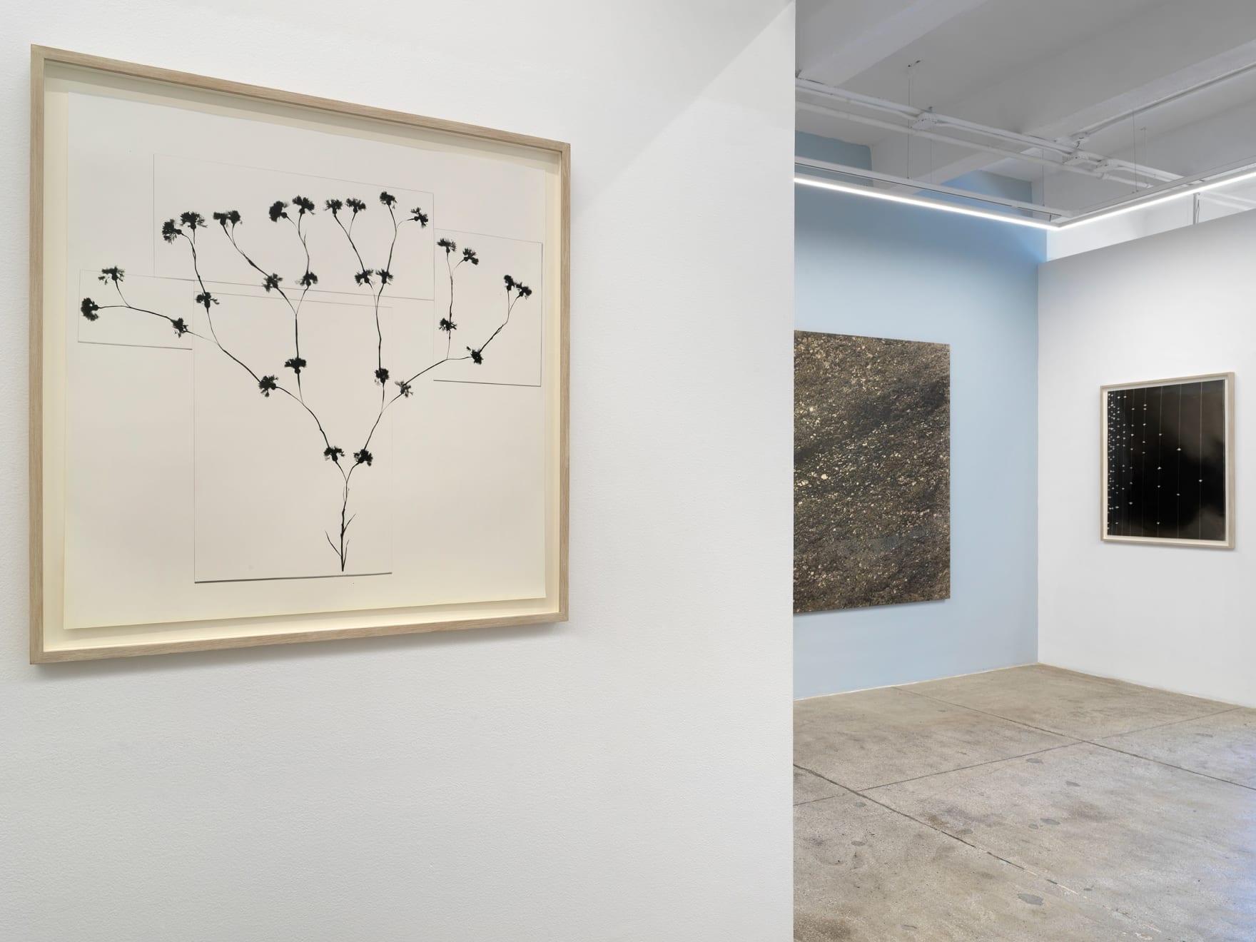 Kunié Sugiura, Split & Pressed Cornflowers, 1989