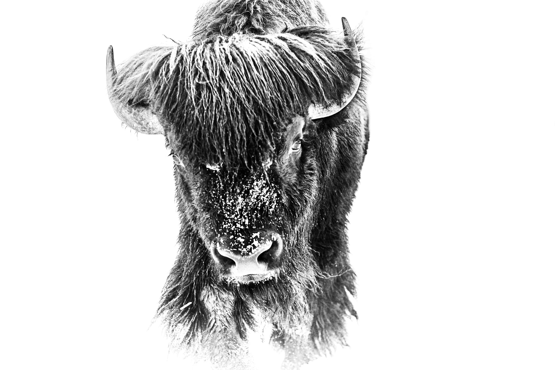 Amanda Rica Taylor, Sacred Bond III, 2019