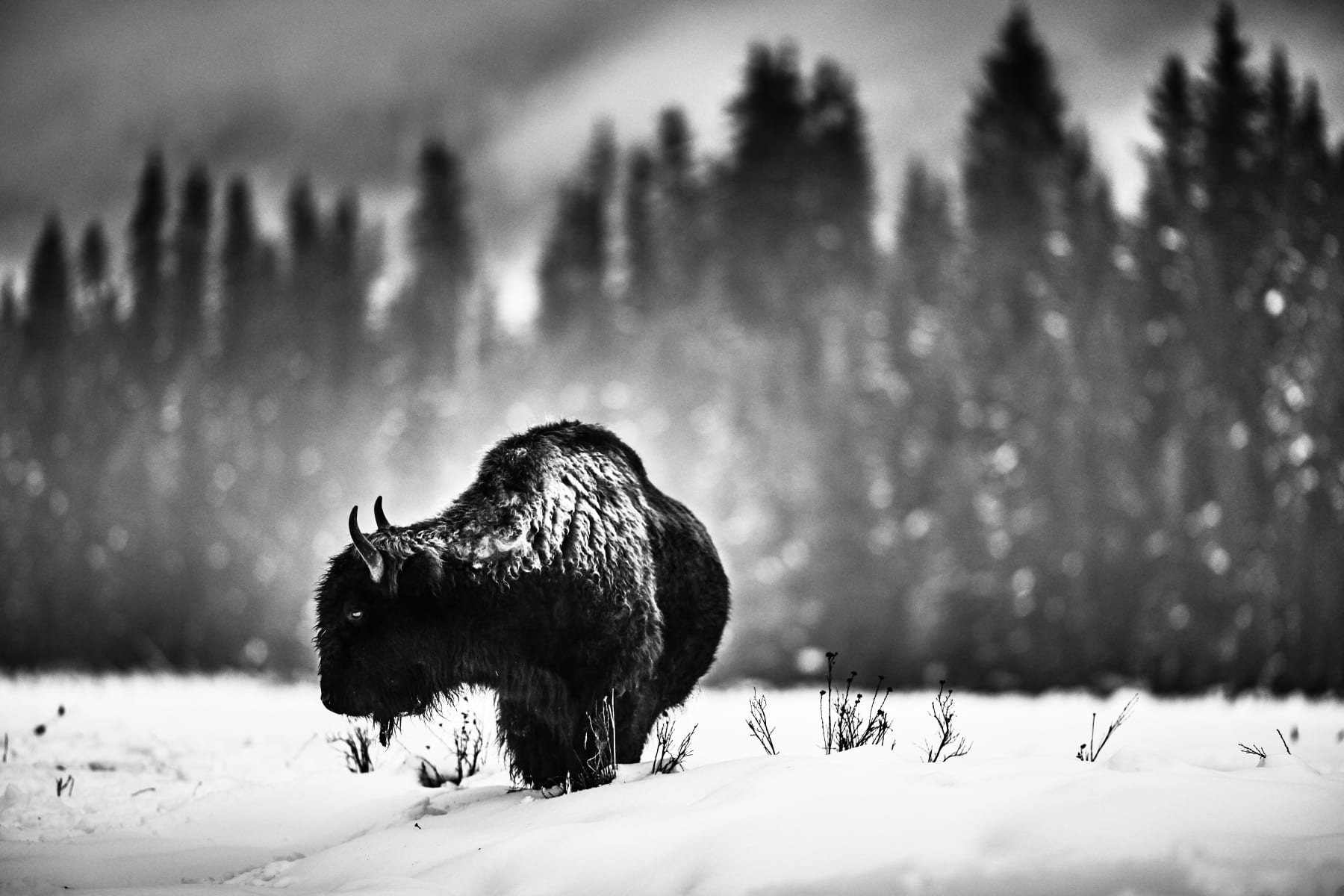 Amanda Rica Taylor, Mellowed Earth I, 2019