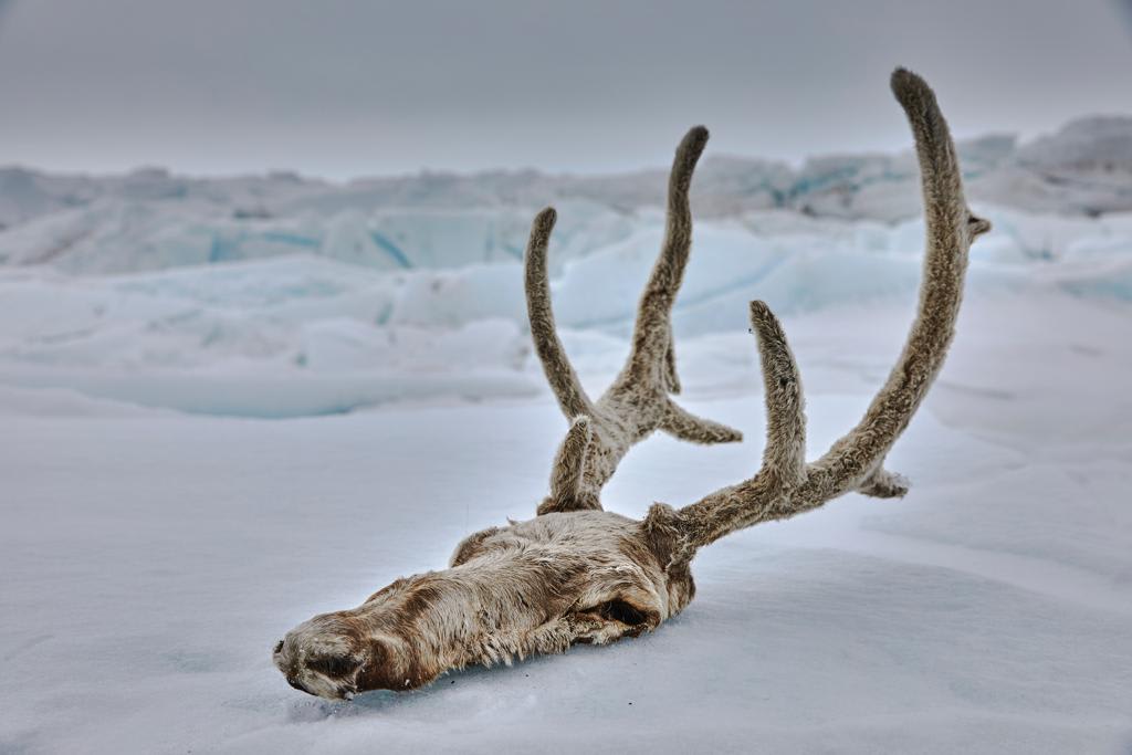 Amanda Rica Taylor, Life On Ice (Caribou), 2019