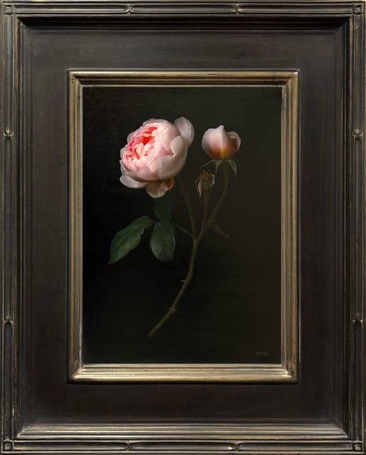 Jane Beharrell, Pink Rose, 2022