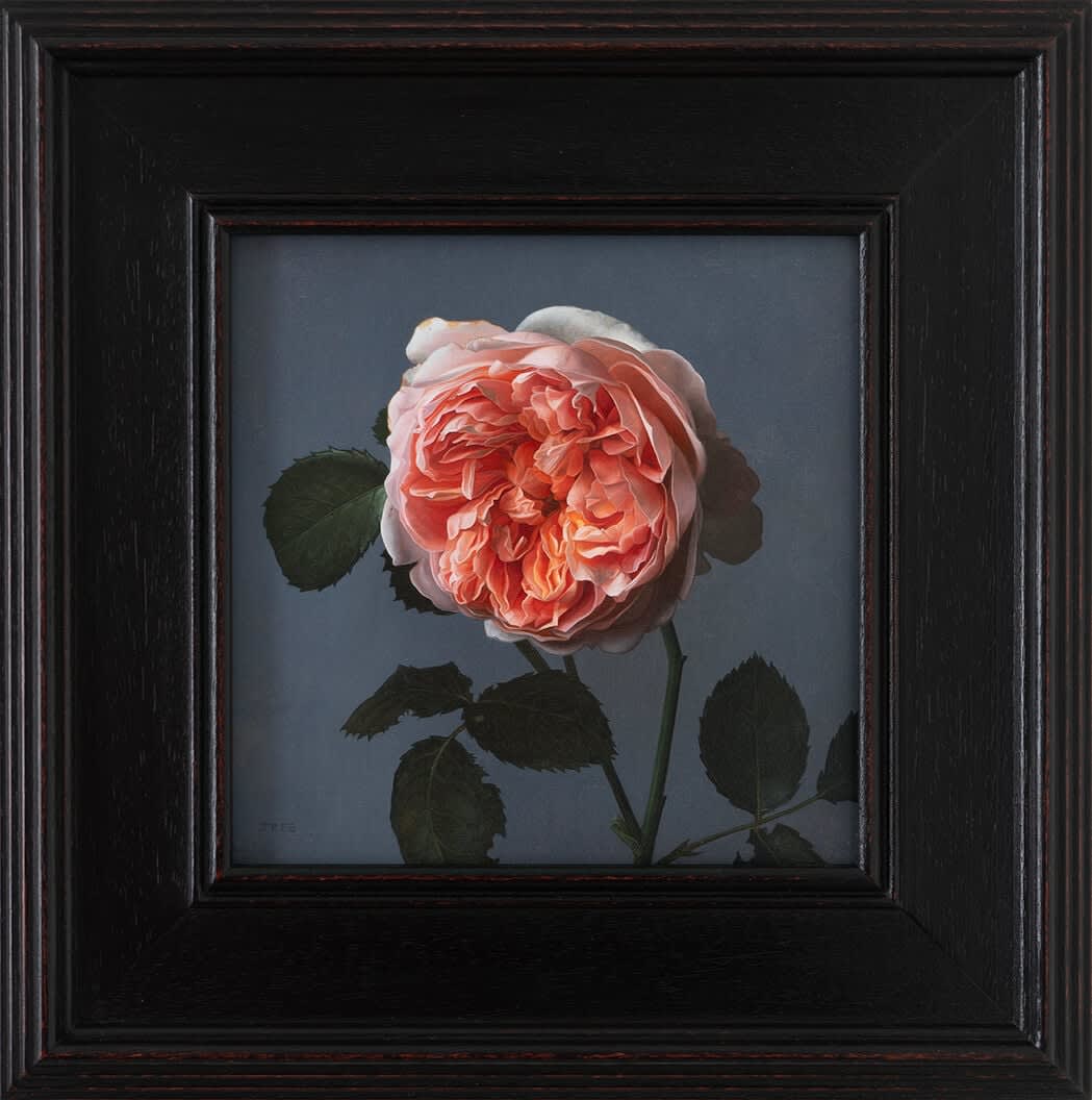 Jane Beharrell, Pink Rose, 2025