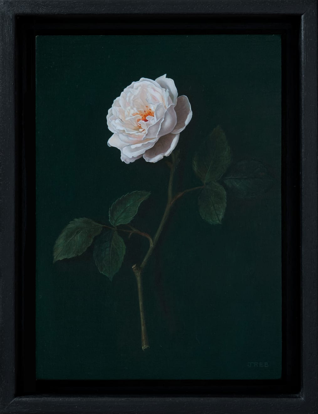 Jane Beharrell, White Rose, 2023